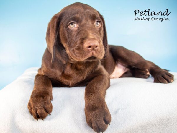 Labrador Retriever DOG Male Chocolate 7487 Petland Mall of Georgia