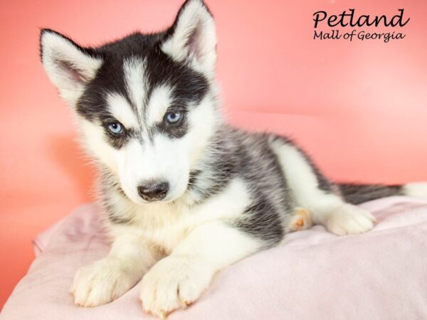 Siberian Husky DOG Female Black / White 7490 Petland Mall of Georgia