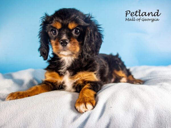 Cavalier King Charles Spaniel DOG Male Black / Tan 7506 Petland Mall of Georgia