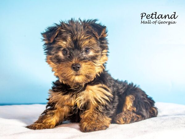 Yorkshire Terrier DOG Male Black / Tan 7526 Petland Mall of Georgia