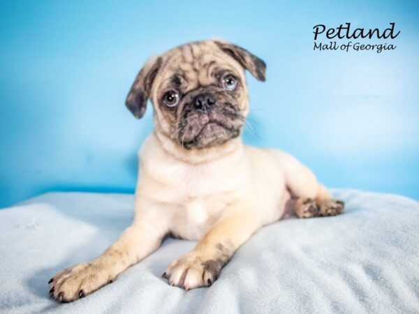 Pug DOG Male Fawn 7529 Petland Mall of Georgia