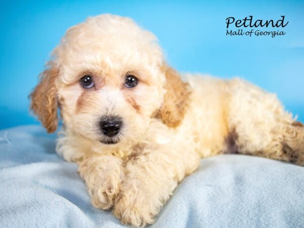 Bichonpoo-DOG-Male-Light Red-7540-Petland Mall of Georgia