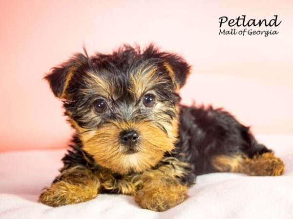 Yorkshire Terrier DOG Female Black / Tan 7527 Petland Mall of Georgia