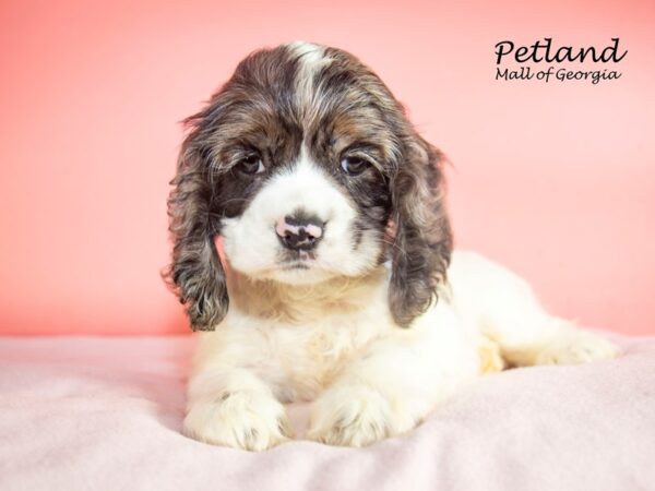 Cocker Spaniel DOG Female Blue Merle / White 7549 Petland Mall of Georgia