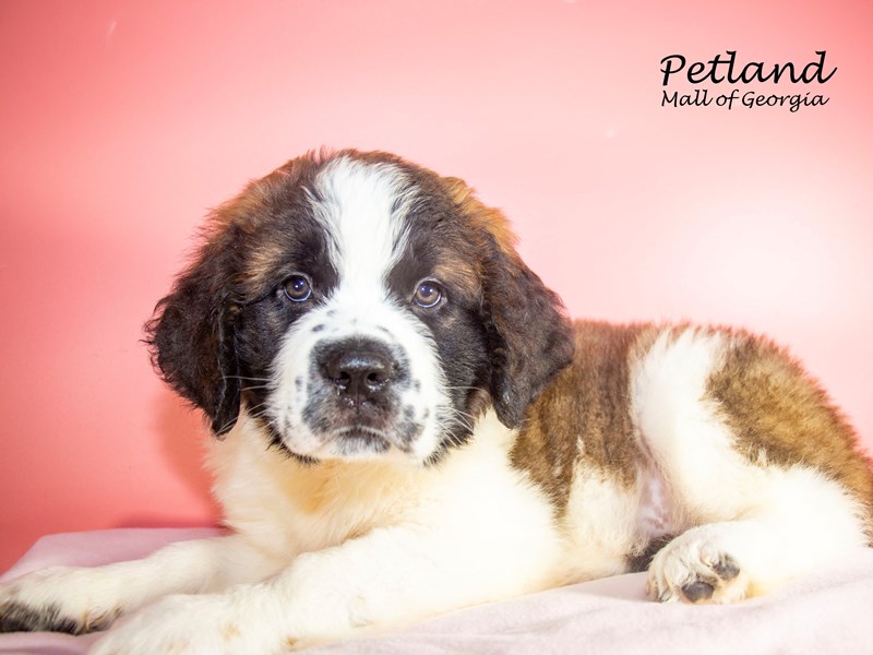Saint Bernard Puppy Mahogany / White ID7525 Located at Petland Mall of