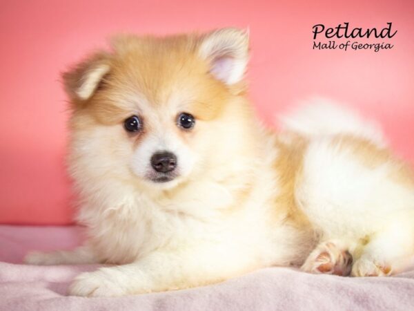 Pomeranian DOG Female Red / White 7544 Petland Mall of Georgia