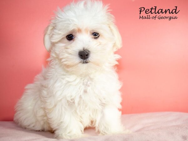 Maltese DOG Female White 7536 Petland Mall of Georgia