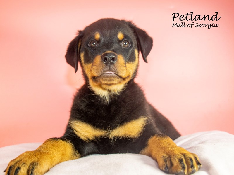 Rottweiler Puppy Black / Rust ID:7554 Located at Petland Mall of Georgia