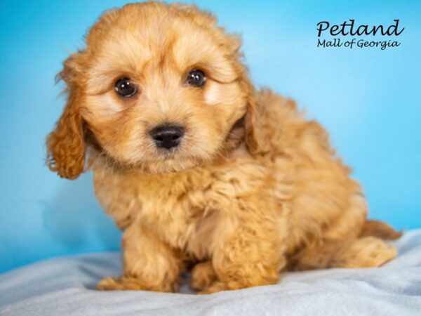 Cavachon DOG Male Blenheim 7570 Petland Mall of Georgia