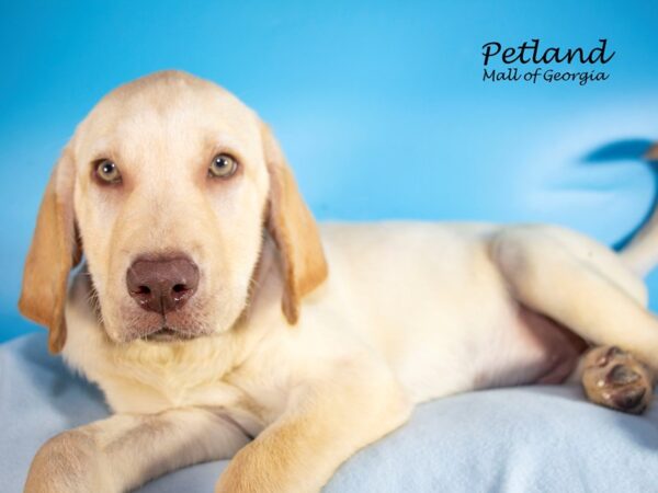 Labrador Retriever-DOG-Male-Yellow-7553-Petland Mall of Georgia