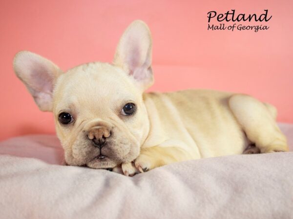 French Bulldog DOG Female Cream 7597 Petland Mall of Georgia