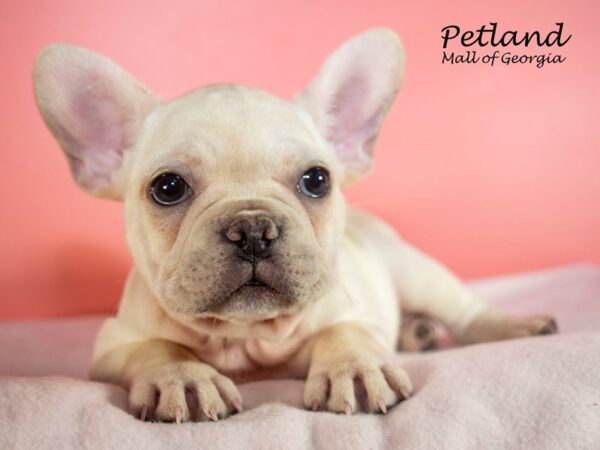 French Bulldog DOG Female Cream 7596 Petland Mall of Georgia