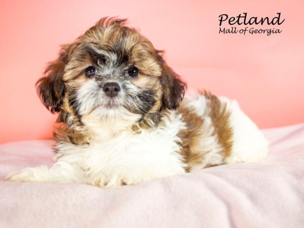 Shihpoo-DOG-Female-Gold / White-7580-Petland Mall of Georgia