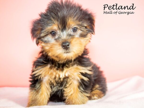 Yorkshire Terrier DOG Female Black / Tan 7582 Petland Mall of Georgia