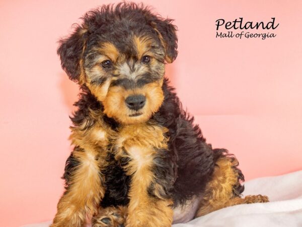 Welsh Terrier-DOG-Female-Black / Tan-7602-Petland Mall of Georgia