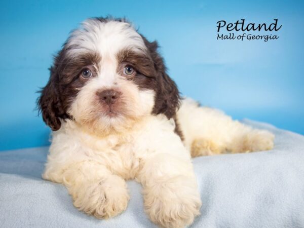 Shihpoo-DOG-Male-Chocolate / White-7608-Petland Mall of Georgia