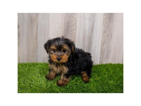 Yorkshire Terrier DOG Male Black / Tan 7629 Petland Mall of Georgia