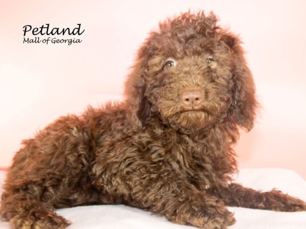 Moyen Poodle-DOG-Female-Brown-7634-Petland Mall of Georgia