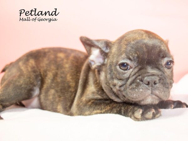 French Bulldog DOG Female Brindle 7620 Petland Mall of Georgia