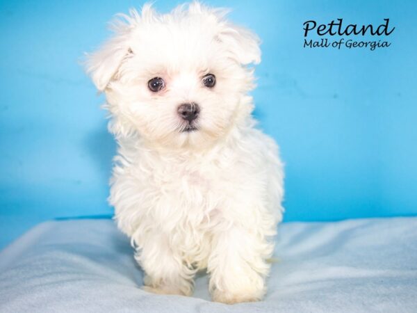 Maltese DOG Male White 7631 Petland Mall of Georgia