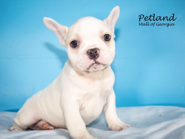 French Bulldog DOG Male Cream 7632 Petland Mall of Georgia