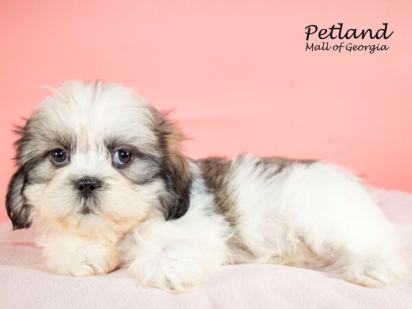 Teddy Bear DOG Female Brown / White 7635 Petland Mall of Georgia