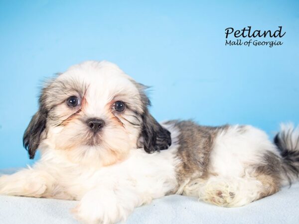 Teddy Bear DOG Male Brown / White 7636 Petland Mall of Georgia