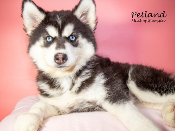 Siberian Husky DOG Female Black / White 7680 Petland Mall of Georgia