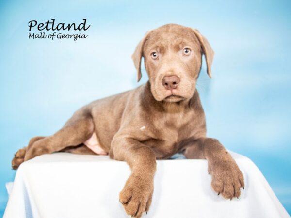 Labrador Retriever DOG Male Silver 7707 Petland Mall of Georgia