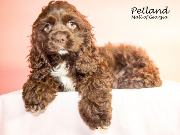 Cocker Spaniel DOG Female Chocolate 7709 Petland Mall of Georgia