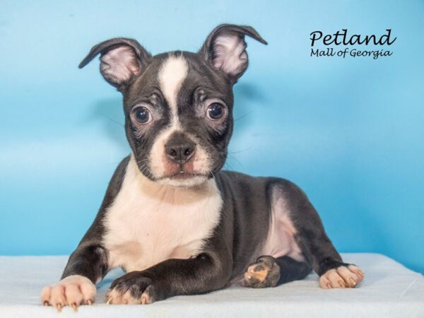 Boston Terrier DOG Male Black / White 7739 Petland Mall of Georgia