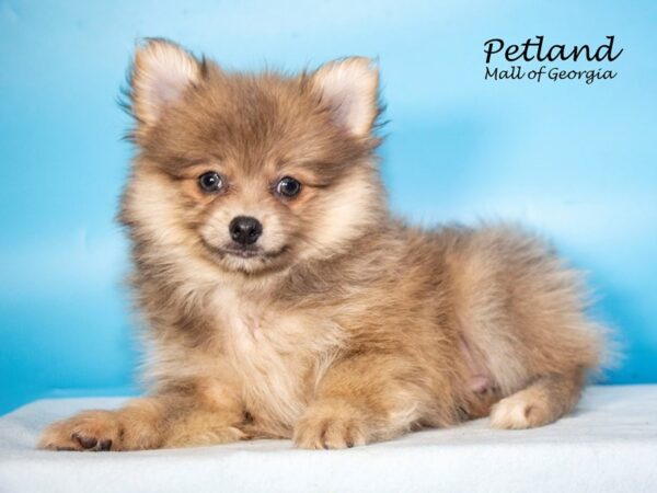 Pomeranian DOG Male Sable 7725 Petland Mall of Georgia