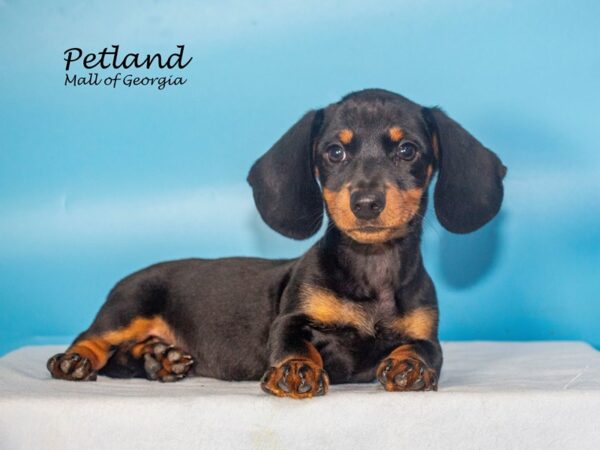 Dachshund Dog Male Black / Tan 7729 Petland Mall of Georgia