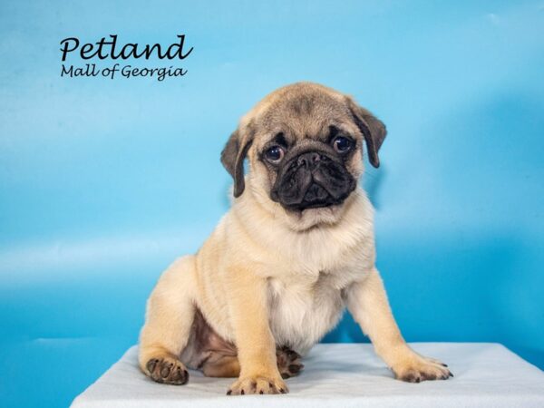 Pug DOG Male Fawn 7732 Petland Mall of Georgia