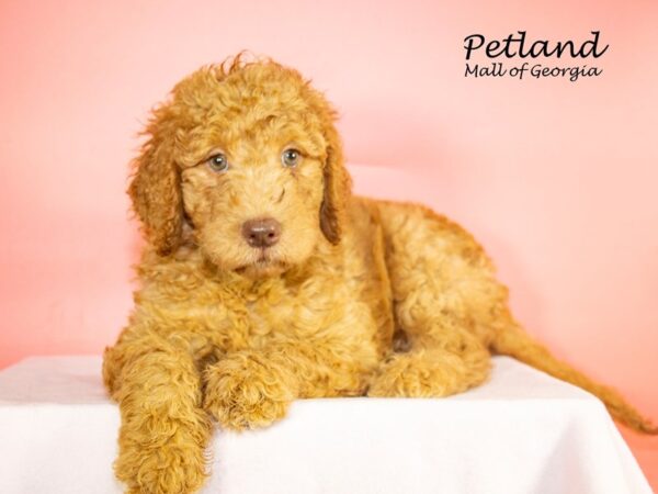 Labradoodle 2nd Gen-DOG-Female-Apricot-7762-Petland Mall of Georgia