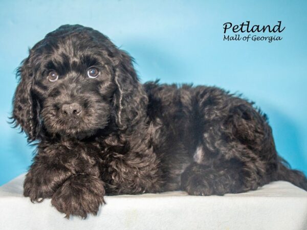 Labradoodle 2nd Gen-DOG-Male-Black-7764-Petland Mall of Georgia