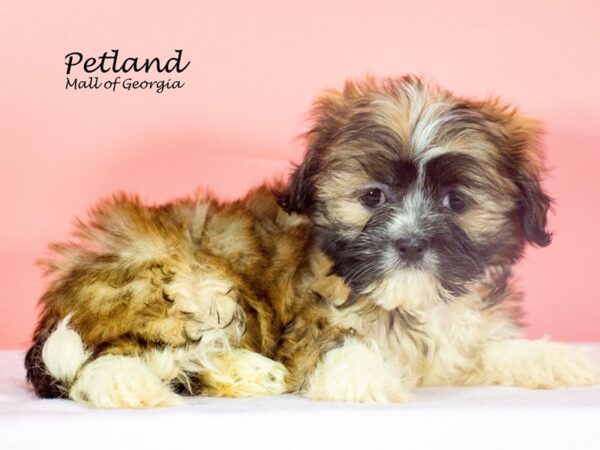 Teddy Bear DOG Female Brown / White 7767 Petland Mall of Georgia