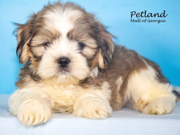 Shih Tzu DOG Male Brown / White 7772 Petland Mall of Georgia