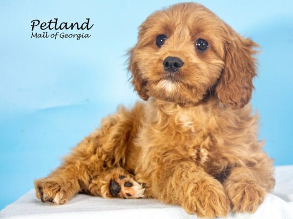 Cavapoo DOG Male Red 7780 Petland Mall of Georgia