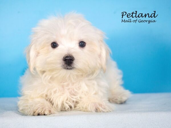 Maltese DOG Male White 7792 Petland Mall of Georgia