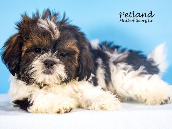 Shih Tzu DOG Male Gold / White 7794 Petland Mall of Georgia