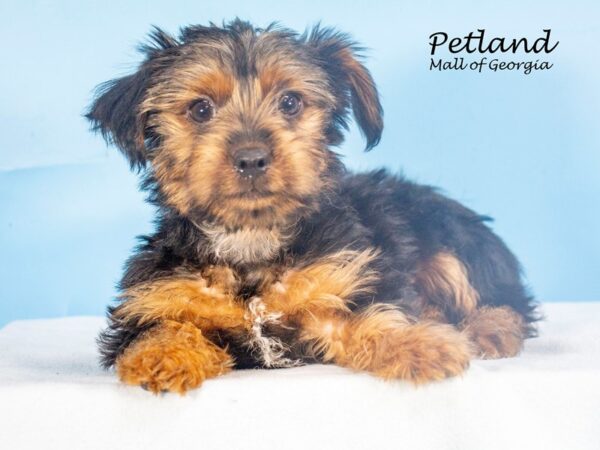 Yorkshire Terrier Dog Male Black / Tan 7800 Petland Mall of Georgia