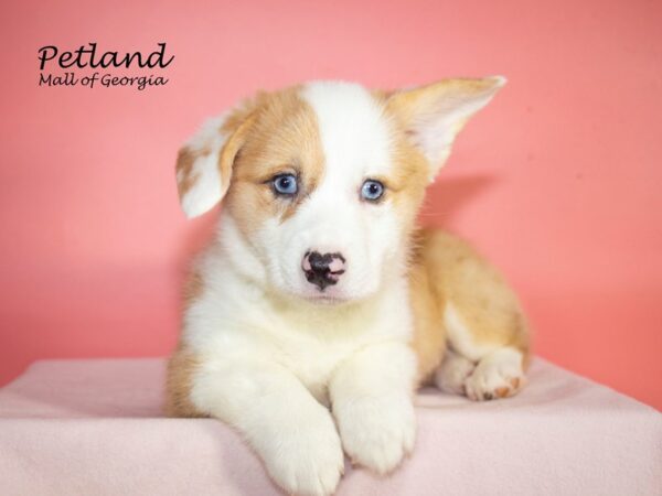 Pembroke Welsh Corgi Dog Female Red Merle 7839 Petland Mall of Georgia