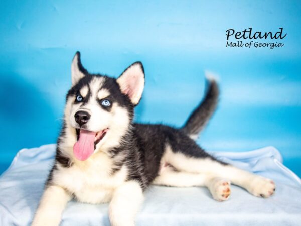 Siberian Husky Dog Male Black / White 7843 Petland Mall of Georgia