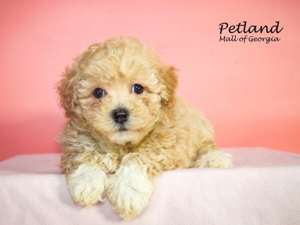 Bichonpoo-Dog-Female-Cream-7864-Petland Mall of Georgia