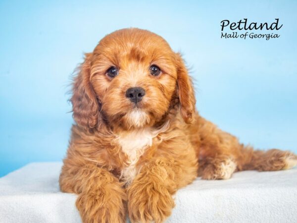 Cavapoo Dog Male Red 7866 Petland Mall of Georgia