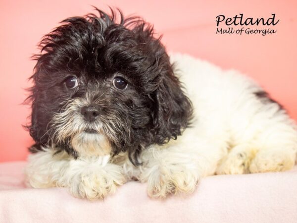 Teddy Bear Dog Female Black / White 7877 Petland Mall of Georgia