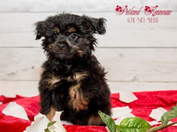 Mini Aussiepoo-DOG-Male-BLK & BR-19900-Petland Mall of Georgia