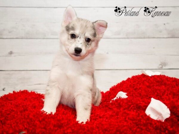 Pomsky-DOG-Female-Sable-19955-Petland Mall of Georgia