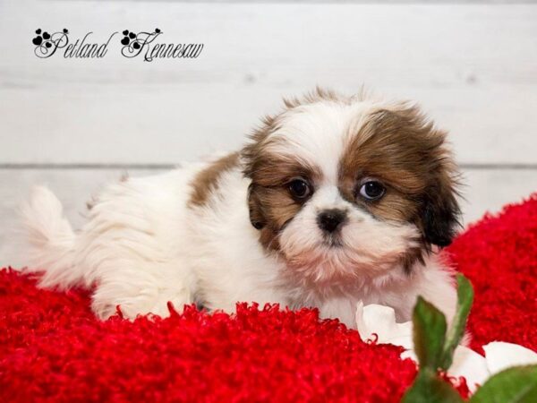 Shih Tzu-DOG-Female-RD & WH-19941-Petland Mall of Georgia